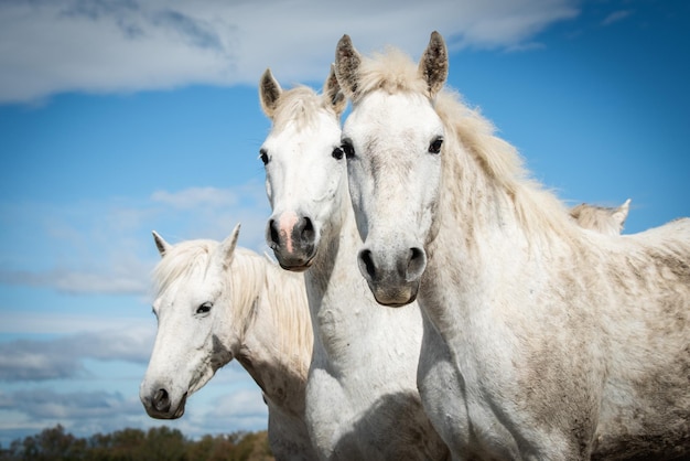 Cavalos brancos em Camargue, França, perto de Les salines, França