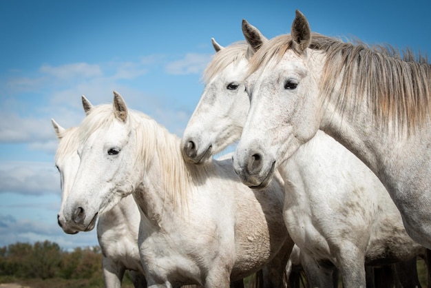 Cavalos brancos em Camargue França perto de Les salines França