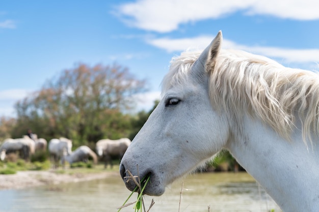 Cavalos brancos em Camargue França perto de Les salines França