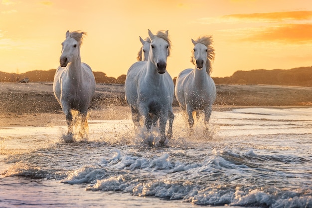 Cavalos brancos em camargue, frança.