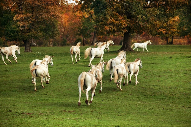 Cavalos brancos lippizaners correr perto de forrest