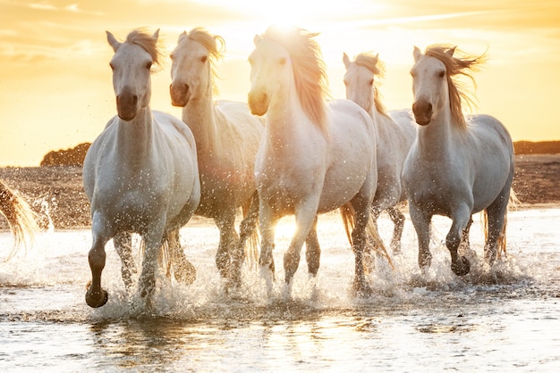 Cavalos brancos na praia