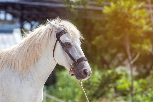 Cavalos brancos no campo verde no jardim