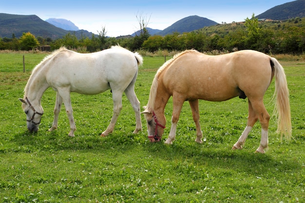 Cavalos brancos, pradaria prado pradaria, pyrenees