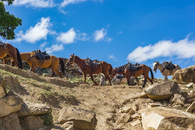 Cavalos carregam carga nas montanhas