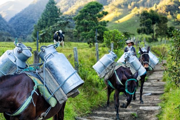Foto cavalos carregando latas no campo