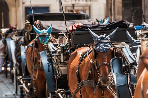 Cavalos carruagem catedral viena