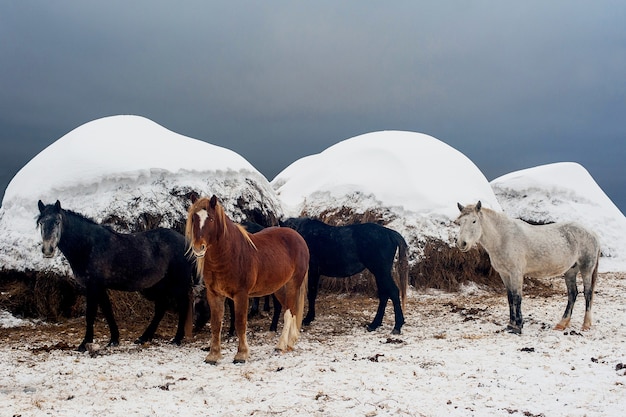 Cavalos coloridos diferentes no contexto do feno no inverno