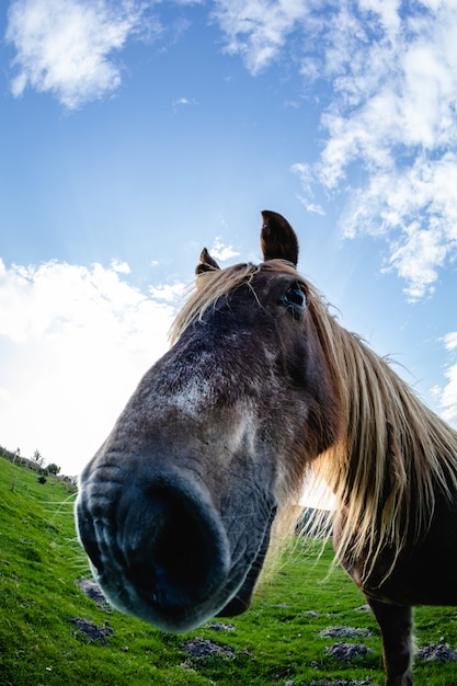 Cavalos com rostos engraçados e curiosos em liberdade na montanha