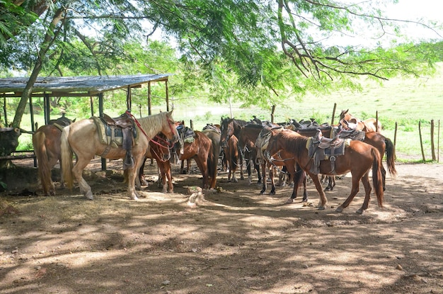 Cavalos com selas.