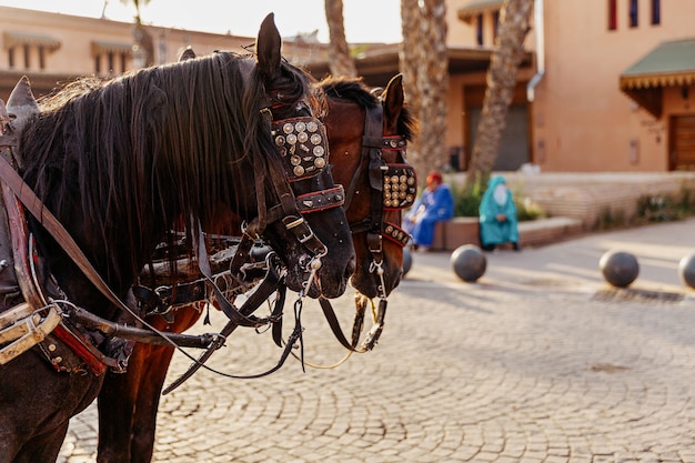 Cavalos com viseiras de escudos oculares na rua de Marrakech