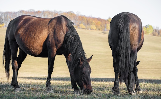 Cavalos comem grama no prado no outono