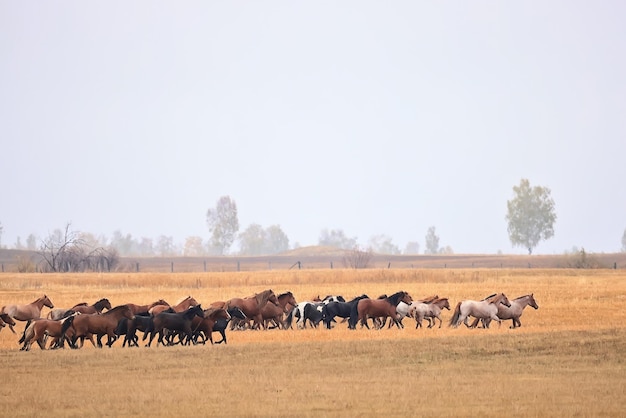 cavalos correndo pela estepe, rebanho de liberdade dinâmica