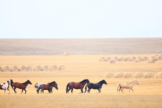 cavalos correndo pela estepe, rebanho de liberdade dinâmica