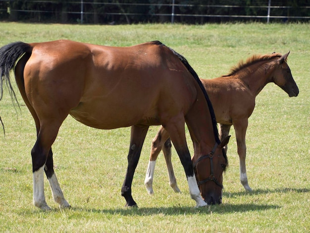 Cavalos-de-maio