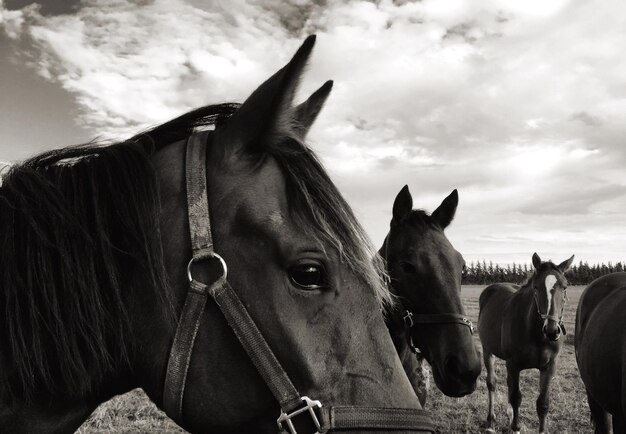 Foto cavalos de pé contra o céu