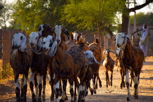 Cavalos de pé junto a árvores