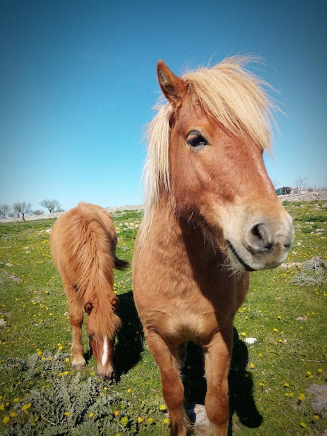 Foto cavalos de pé no campo