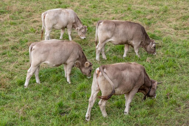 Foto cavalos de pé num campo