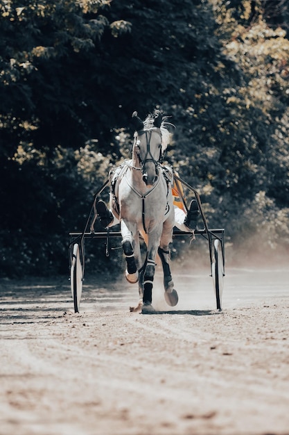 Cavalos de raças de trote cavalos e cavaleiros cartazes sobre o tema equestre no processamento artístico