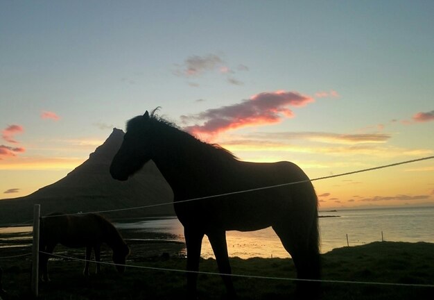 Foto cavalos de silhueta pastando em um campo ao lado do mar