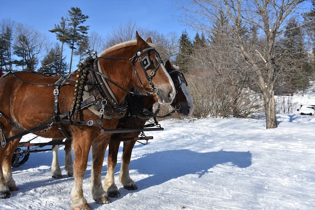 Cavalos de tração arreados em um país das maravilhas do inverno