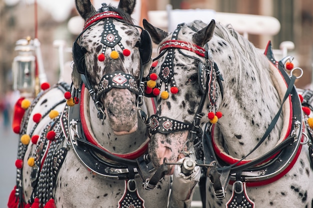 Cavalos decorados para montar turistas em uma carruagem