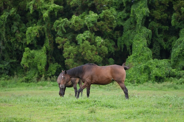 Cavalos descansando no céu azul claro e prado verde