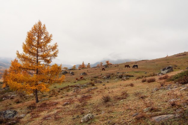 Cavalos e vacas na encosta gramada de outono