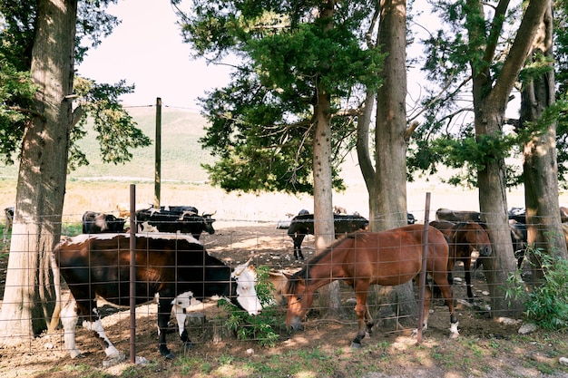 Cavalos e vacas pastam no pasto atrás da cerca