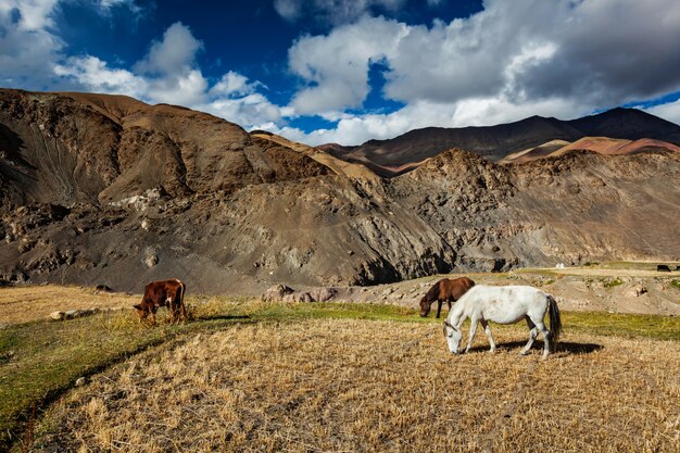 Cavalos e vacas pastando no himalaia. ladakh, índia