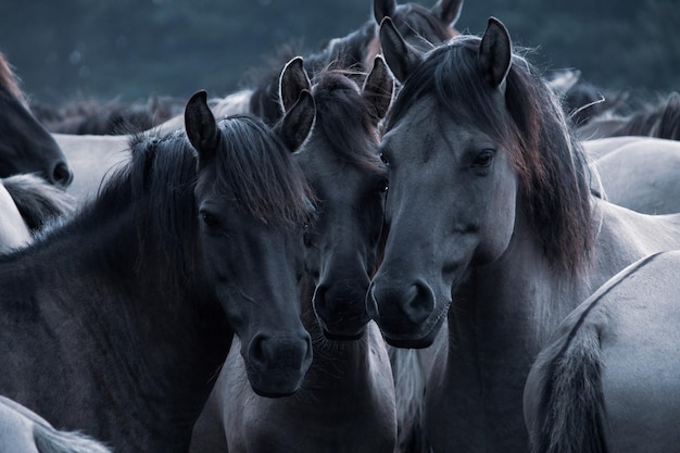 Cavalos em fazendas