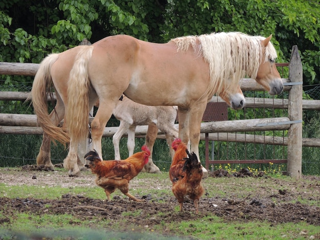 Cavalos em pé no campo