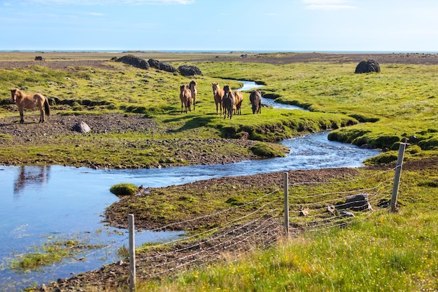 Cavalos em um campo verde de grama na paisagem rural da Islândia Tiro horizontal