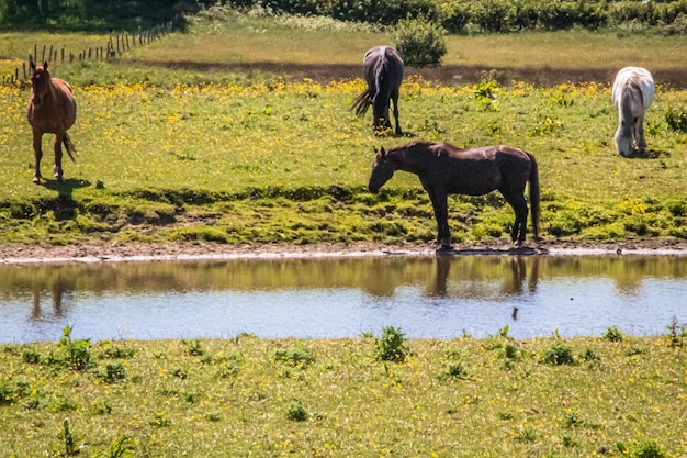 Cavalos em um campo