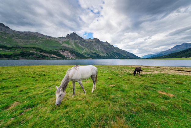 Cavalos em um prado grande perto de um lago nas montanhas