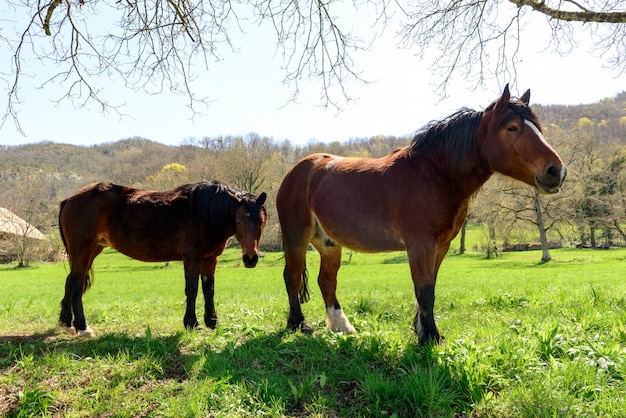 Cavalos em um prado