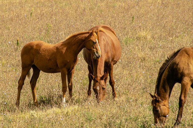 Cavalos em uma fazenda