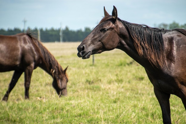 Cavalos em uma fazenda