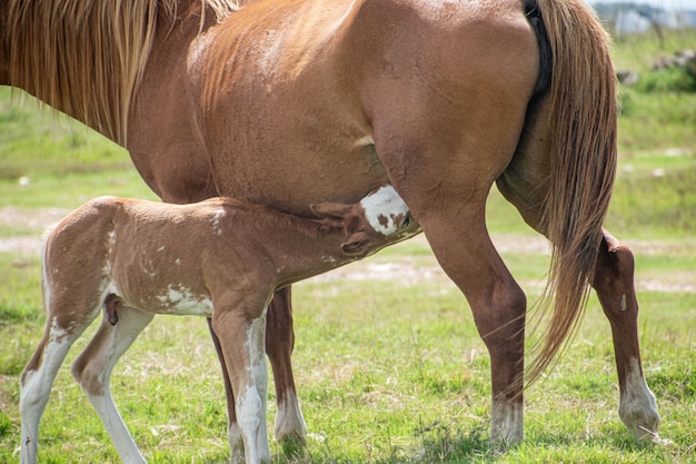 Cavalos em uma fazenda