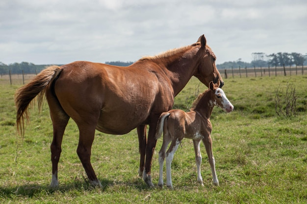 Cavalos em uma fazenda