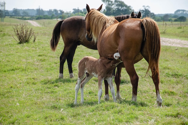 Cavalos em uma fazenda