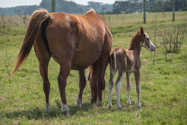 Cavalos em uma fazenda