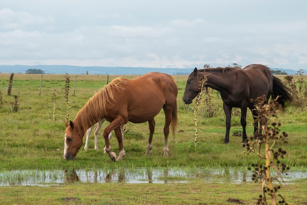 Cavalos em uma fazenda