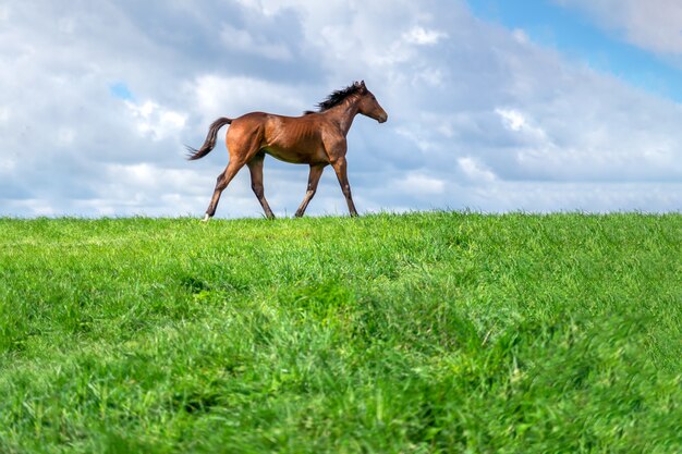 Cavalos em uma pastagem de verão