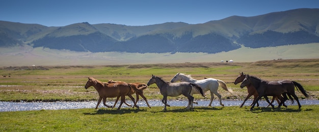 Cavalos em uma pastagem de verão