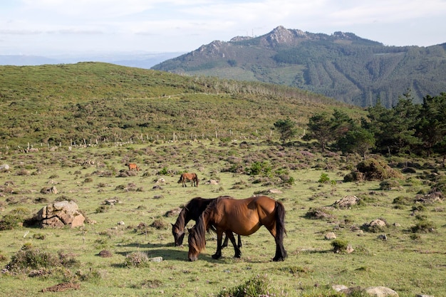 Cavalos em Vixia Herbeira Cliffs em Ortigueira, Galiza, Espanha