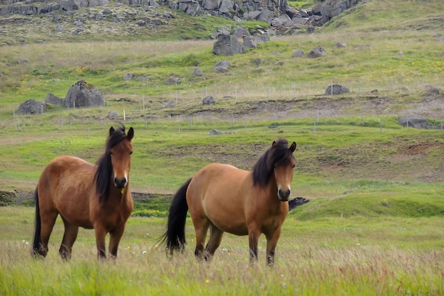 Foto cavalos escandinavos pastam na natureza islandesa 2