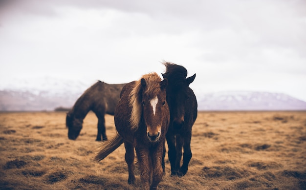 cavalos islandeses correndo livremente