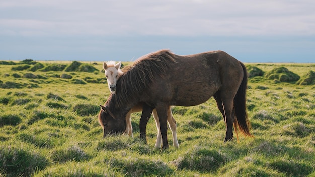 cavalos islandeses em close view